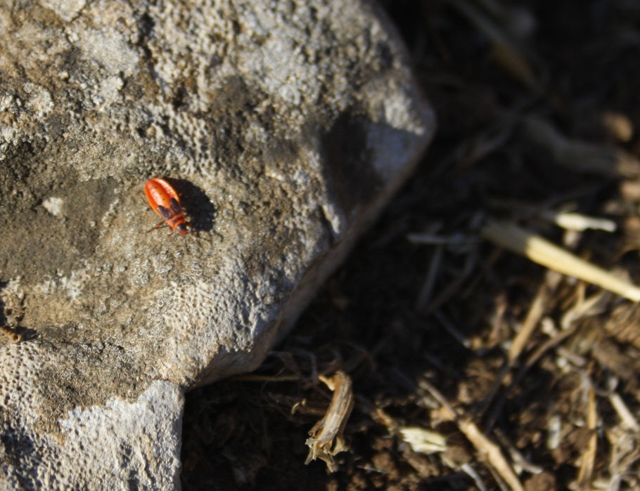 Pyrrhocoridae: Scantius aegyptius (ninfa) della Sicilia